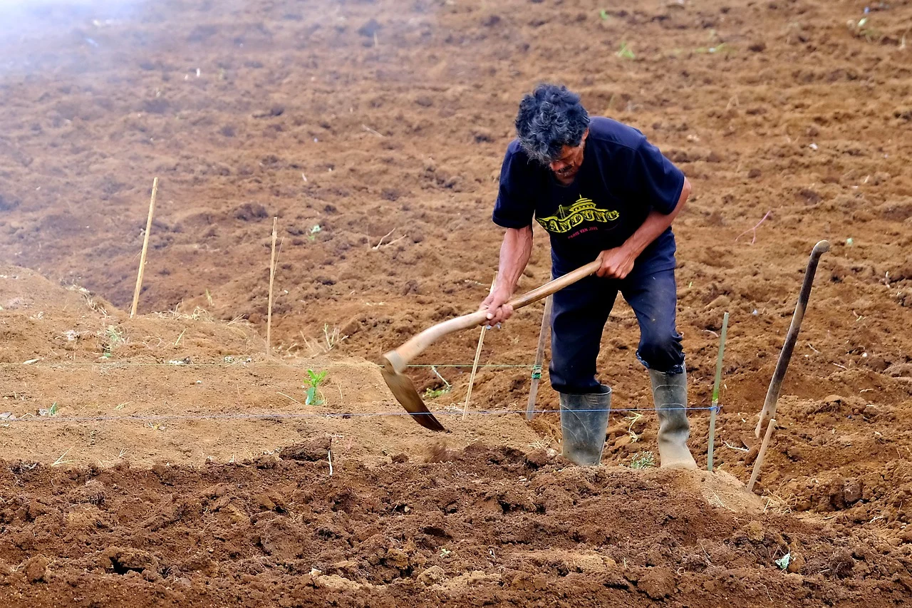 Agrotes (19)
